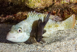 Sparisoma cretense & Chromis chromis by Stefanos Michael 